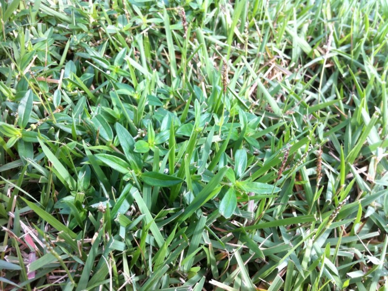 Lawn Weed Guide Jacksonville FL