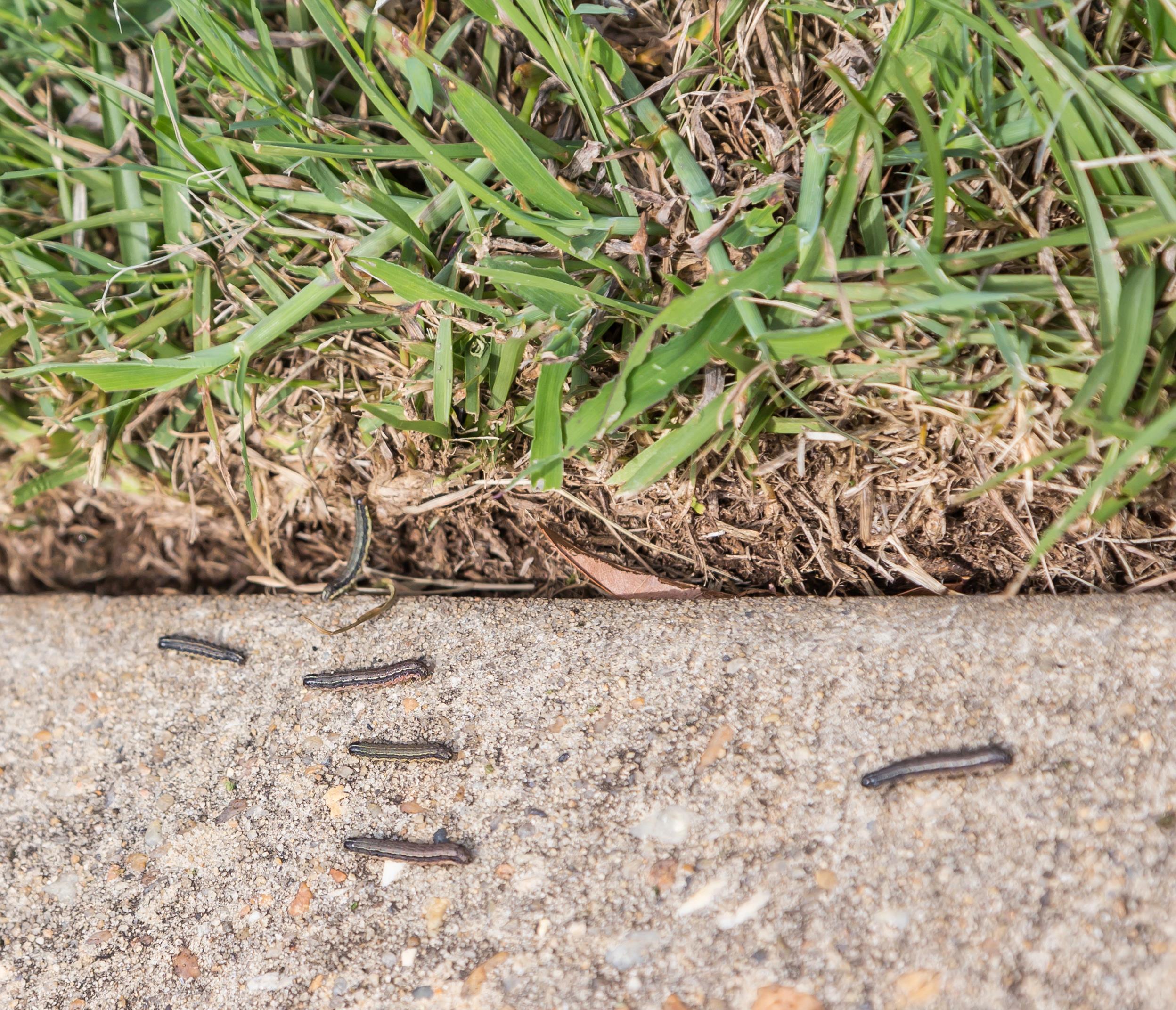 Sod Web Worms (Lawn Caterpillars) Pre-treatment option