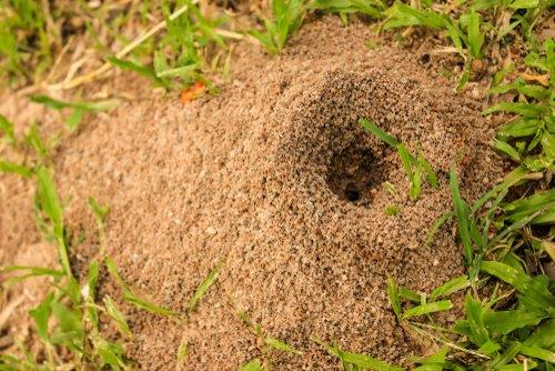 Fire ants control