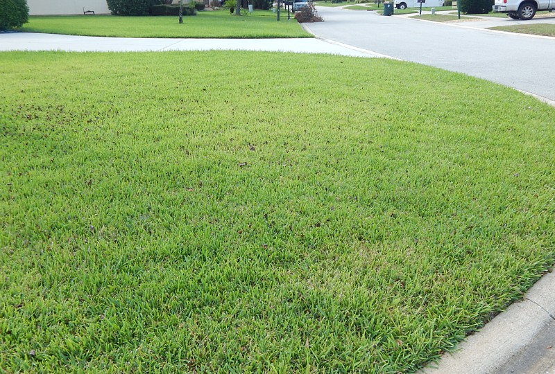 Lawn Care Tips for August