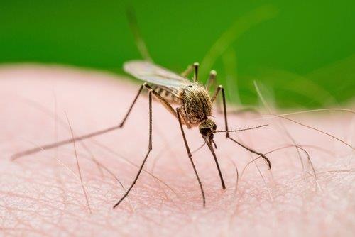 Why Mosquito Control is a Must in Summer