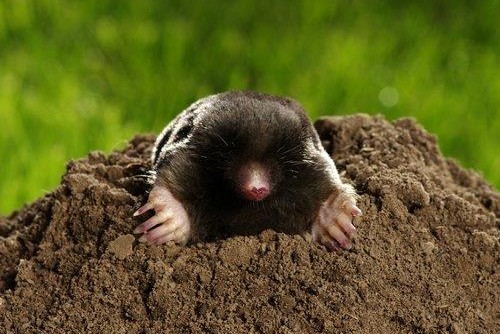 Yard Critter Control Services