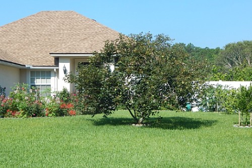 When Should I Fertilize My Lawn in Jacksonville, FL